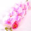19*102CM Feeling butterfly orchid*9 GS-3130010-P1