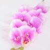 19*102CM Feeling butterfly orchid*9 GS-3130010-Z2