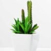 17cm succulent plant in 1# ceramics pot GS-3180001