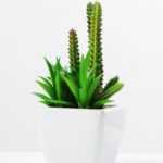 17cm succulent plant in 1# ceramics pot GS-3180001