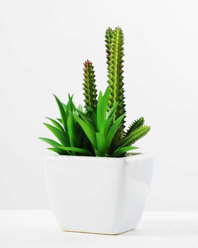 17cm succulent plant in 1# ceramics pot GS-3180001