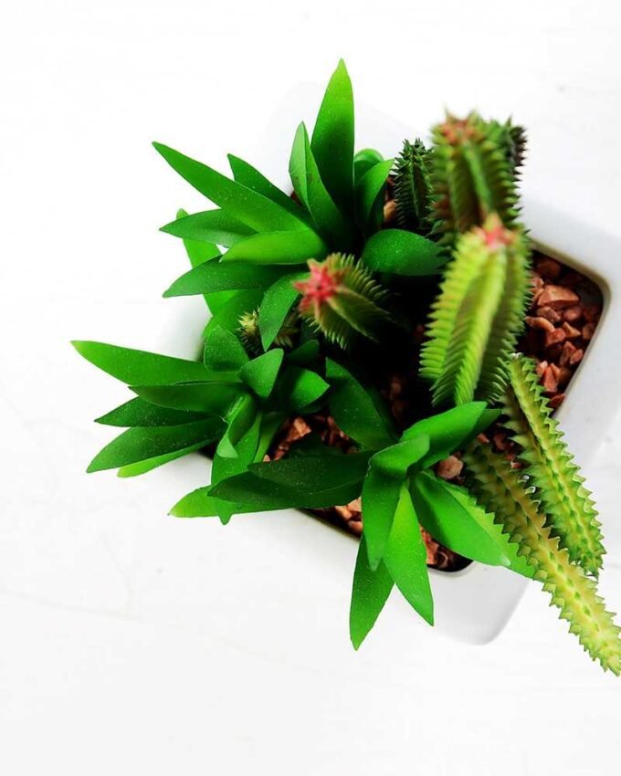 17cm succulent plant in 1# ceramics pot GS-3180001