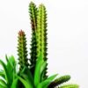 17cm succulent plant in 1# ceramics pot GS-3180001
