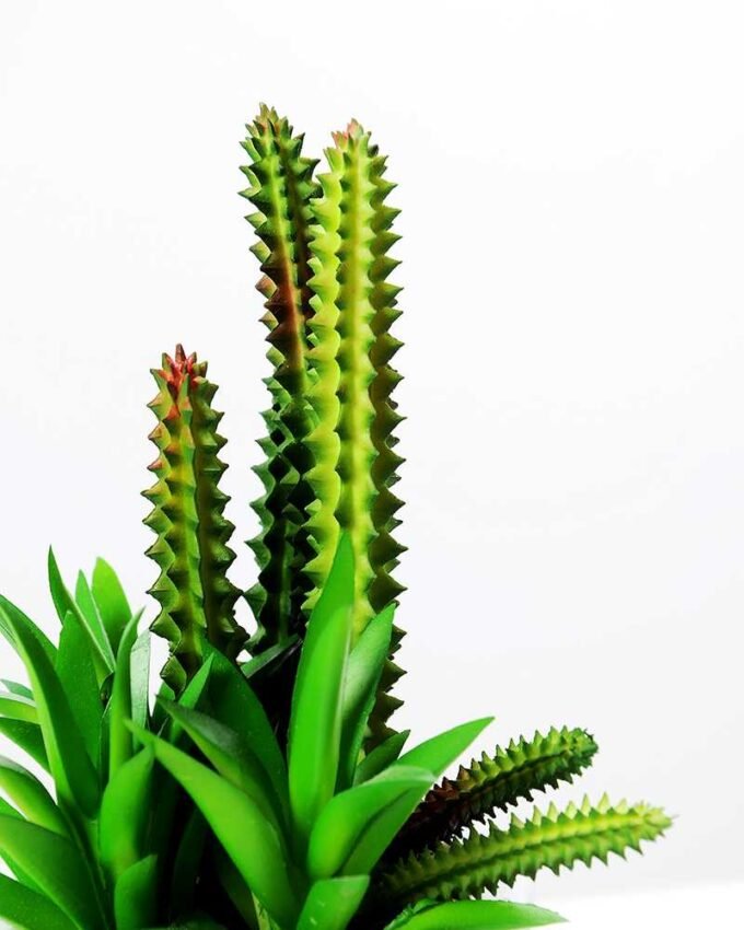 17cm succulent plant in 1# ceramics pot GS-3180001