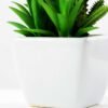 17cm succulent plant in 1# ceramics pot GS-3180001