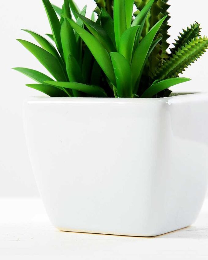 17cm succulent plant in 1# ceramics pot GS-3180001