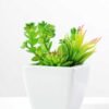 13cm succulent plant in 1# ceramics pot GS-3180002 1 13cm succulent plant in 1# ceramics pot GS-3180002