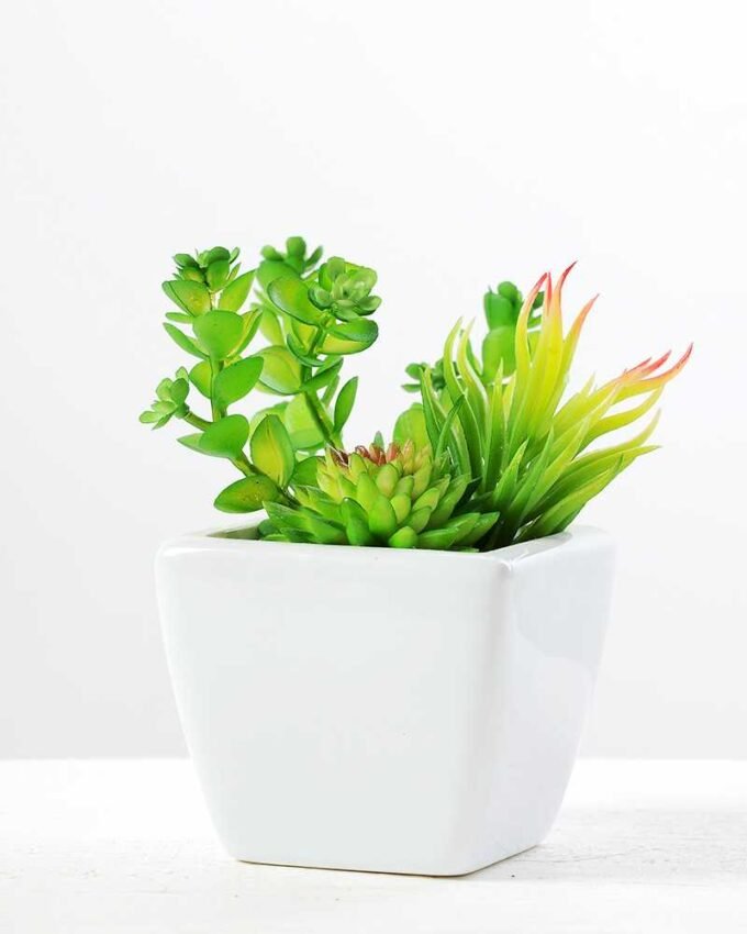 13cm succulent plant in 1# ceramics pot GS-3180002 1 13cm succulent plant in 1# ceramics pot GS-3180002
