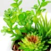 13cm succulent plant in 1# ceramics pot GS-3180002 2 13cm succulent plant in 1# ceramics pot GS-3180002