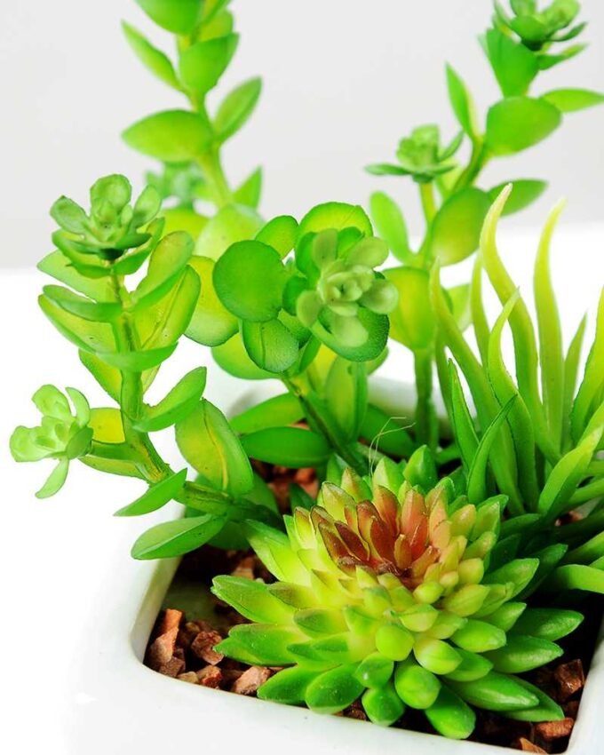 13cm succulent plant in 1# ceramics pot GS-3180002 2 13cm succulent plant in 1# ceramics pot GS-3180002