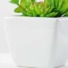 13cm succulent plant in 1# ceramics pot GS-3180002 3 13cm succulent plant in 1# ceramics pot GS-3180002