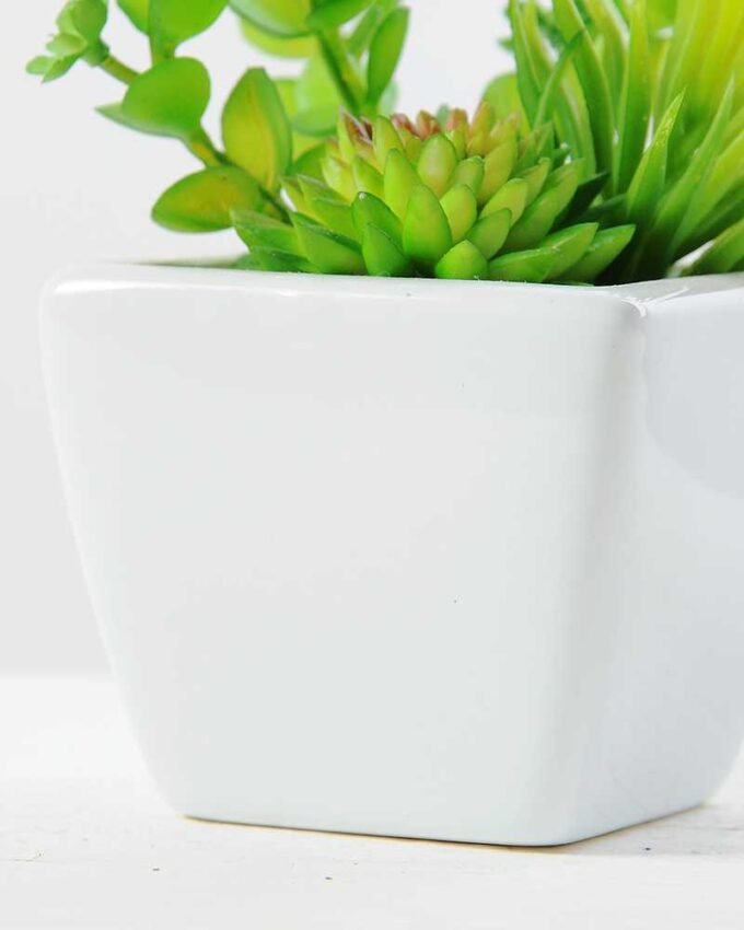 13cm succulent plant in 1# ceramics pot GS-3180002 3 13cm succulent plant in 1# ceramics pot GS-3180002