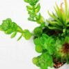 13cm succulent plant in 1# ceramics pot GS-3180002 4 13cm succulent plant in 1# ceramics pot GS-3180002