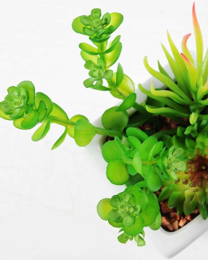 13cm succulent plant in 1# ceramics pot GS-3180002 4 13cm succulent plant in 1# ceramics pot GS-3180002
