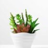 14cm  succulent plant in 1# ceramics pot GS-3180003
