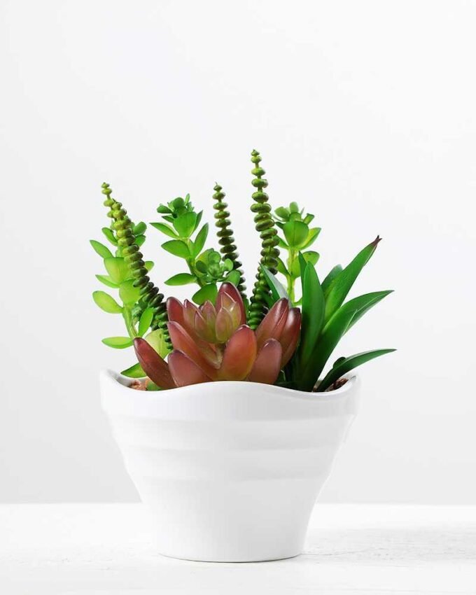 14cm  succulent plant in 1# ceramics pot GS-3180003