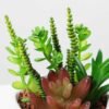 14cm  succulent plant in 1# ceramics pot GS-3180003