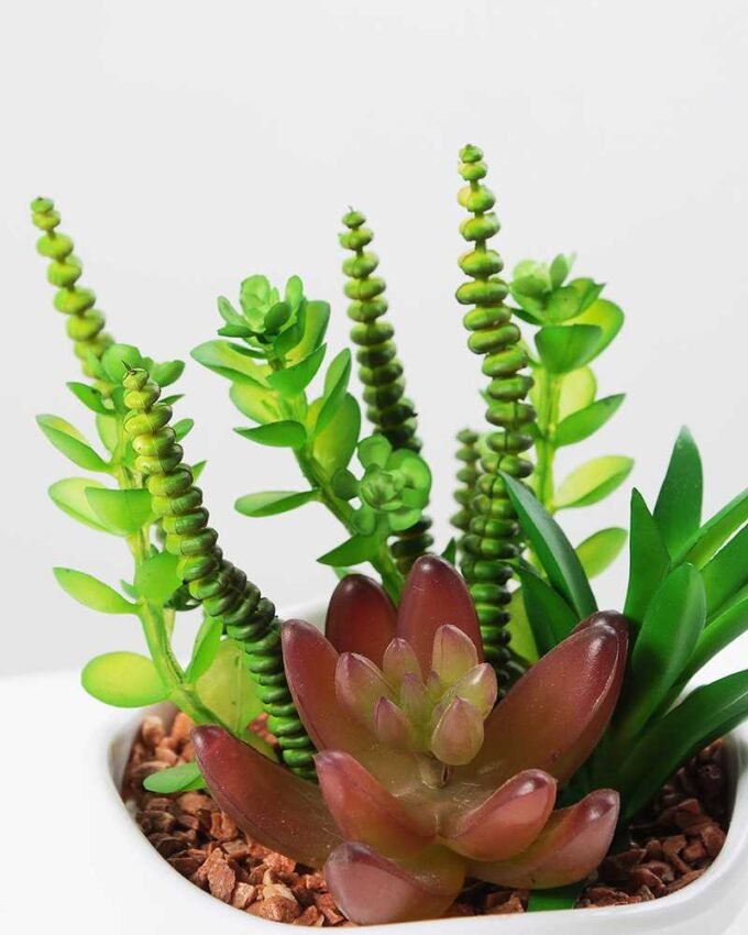 14cm  succulent plant in 1# ceramics pot GS-3180003
