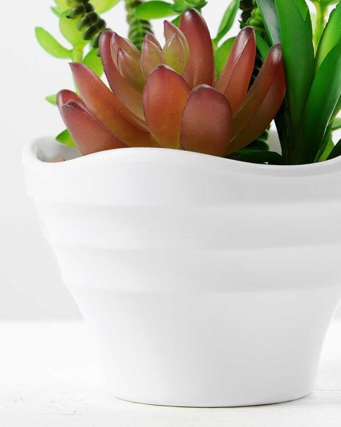 14cm  succulent plant in 1# ceramics pot GS-3180003
