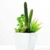 17cm  succulent plant in 1# ceramics pot GS-3180004