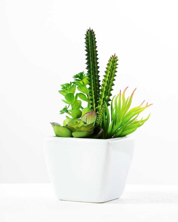 17cm  succulent plant in 1# ceramics pot GS-3180004