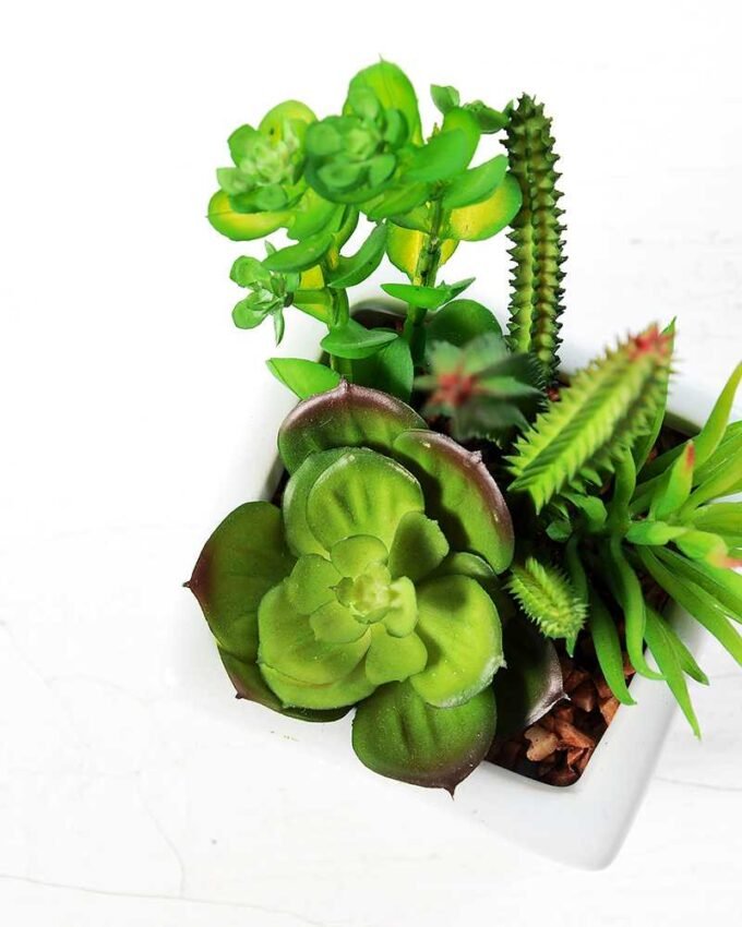 17cm  succulent plant in 1# ceramics pot GS-3180004