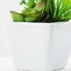 17cm  succulent plant in 1# ceramics pot GS-3180004