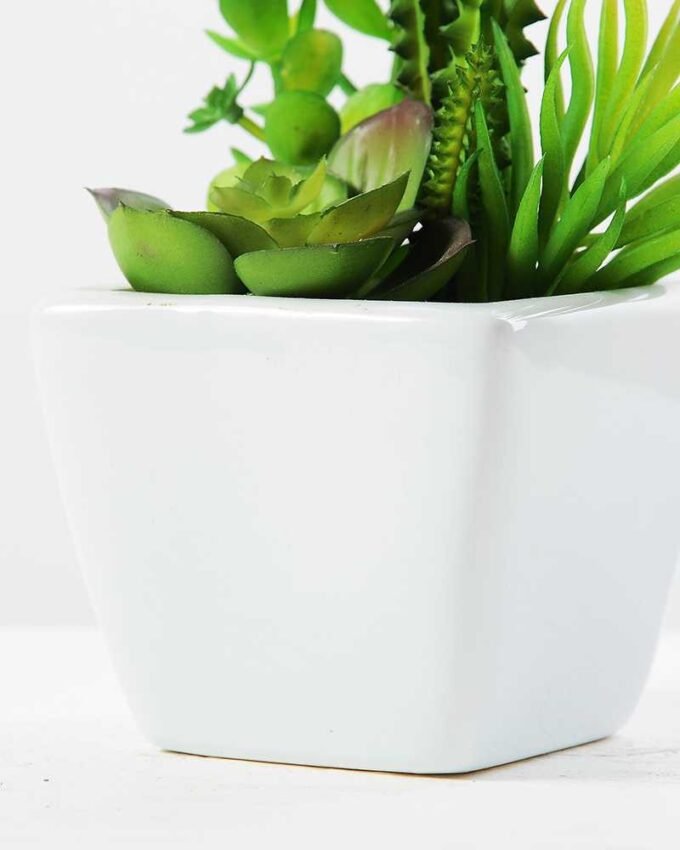 17cm  succulent plant in 1# ceramics pot GS-3180004