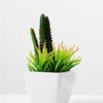 17cm  succulent plant potted GS-3180005