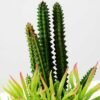 17cm  succulent plant potted GS-3180005