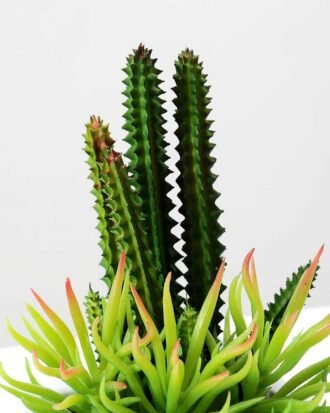 17cm  succulent plant potted GS-3180005