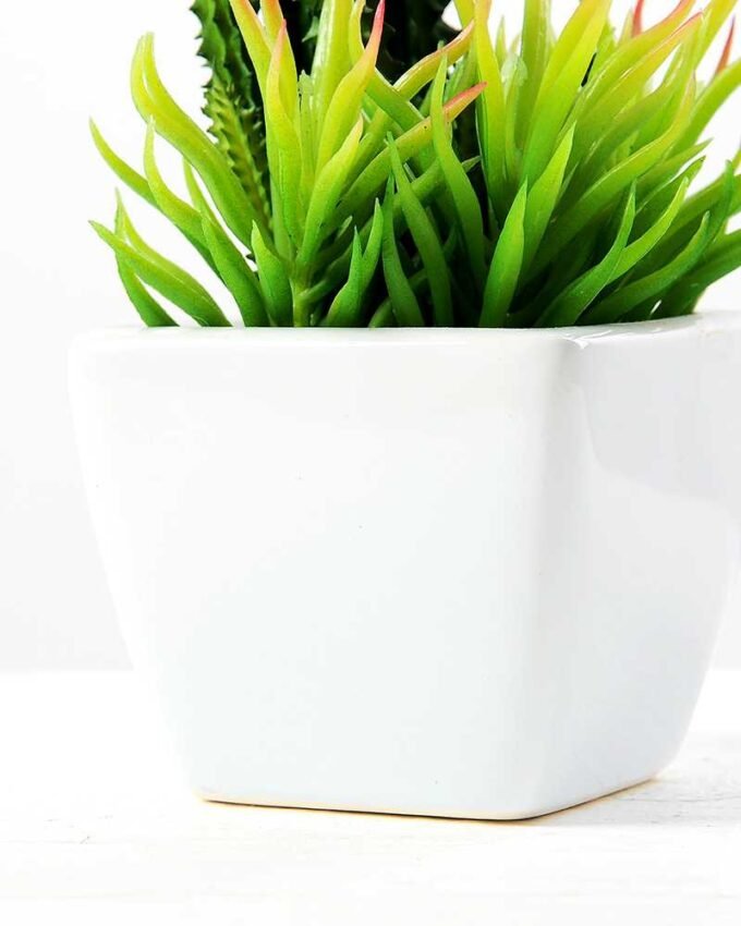 17cm  succulent plant potted GS-3180005