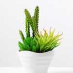 17cm  succulent plant potted GS-3180006