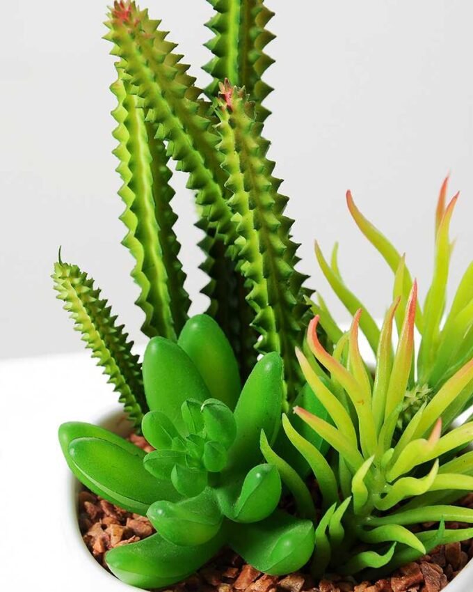 17cm  succulent plant potted GS-3180006