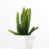 17cm  cactus*7in 1# ceramics pot GS-3180007