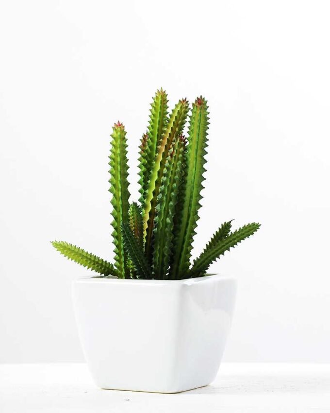 17cm  cactus*7in 1# ceramics pot GS-3180007
