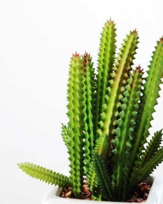 17cm  cactus*7in 1# ceramics pot GS-3180007