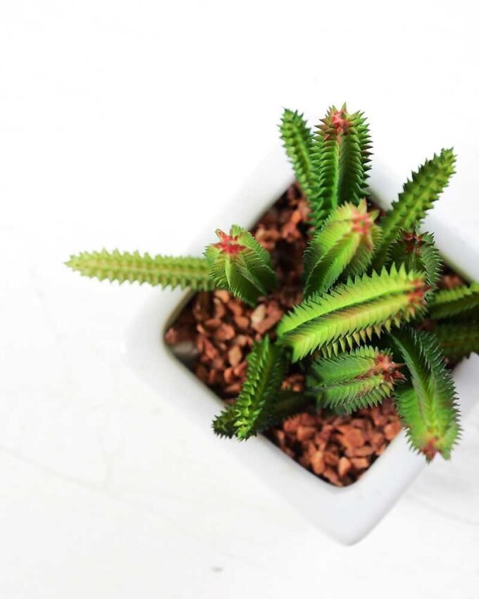 17cm  cactus*7in 1# ceramics pot GS-3180007