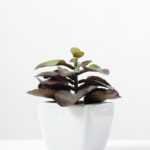 12cm apple leaf in 1# ceramics  pot GS-3180009