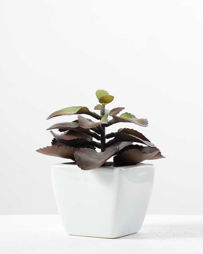 12cm apple leaf in 1# ceramics pot GS-3180009 1 12cm apple leaf in 1# ceramics pot GS-3180009