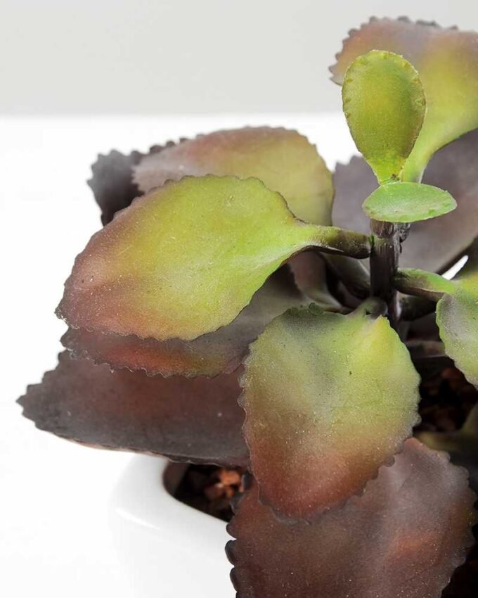 12cm apple leaf in 1# ceramics pot GS-3180009 2 12cm apple leaf in 1# ceramics pot GS-3180009