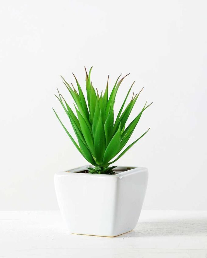 17cm  sword leaf in 1# ceramics pot-S GS-3180010