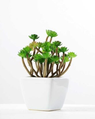 16cm   Pine Needle in  1# ceramics pot GS-3180012