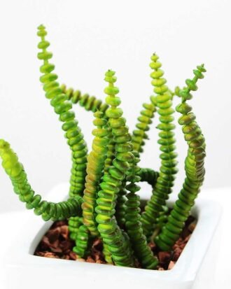 15cm trepang*12 in 1# ceramics pot GS-3180015 Succulent YeahFlower is one of Chinese leading OEM manufacturers and exporters , supplying the silk flowers, wholesale artificial trees 15cm trepang*12 in 1# ceramics pot GS-3180015