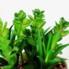 13cm  succulent plant potted GS-3180016