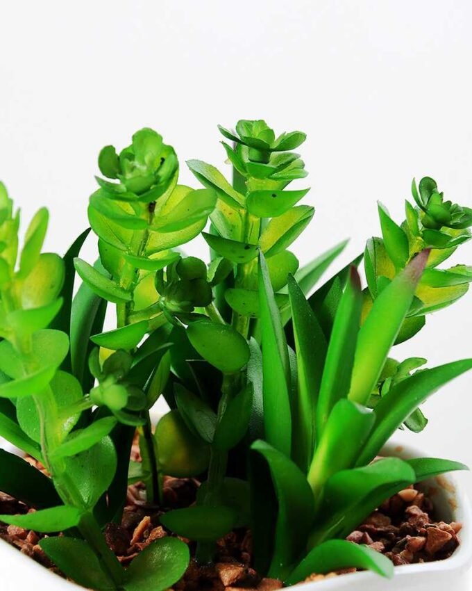 13cm  succulent plant potted GS-3180016