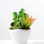 13cm  succulent plant potted GS-3180017