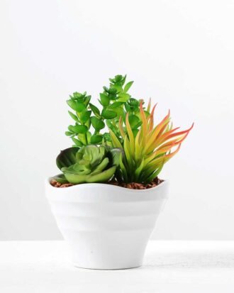 13cm  succulent plant potted GS-3180017