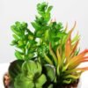 13cm succulent plant potted GS-3180017 2 13cm succulent plant potted GS-3180017