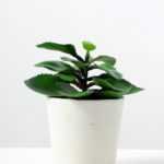 apple leaf in 21# ceramics  pot GS-3180036